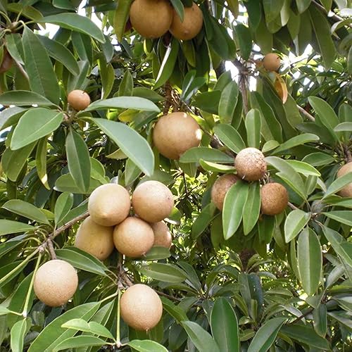 Palm Beach Medicinal Herbs - Árbol Sapodilla (Manilkara zapota) - Paquete de 3 Semillas