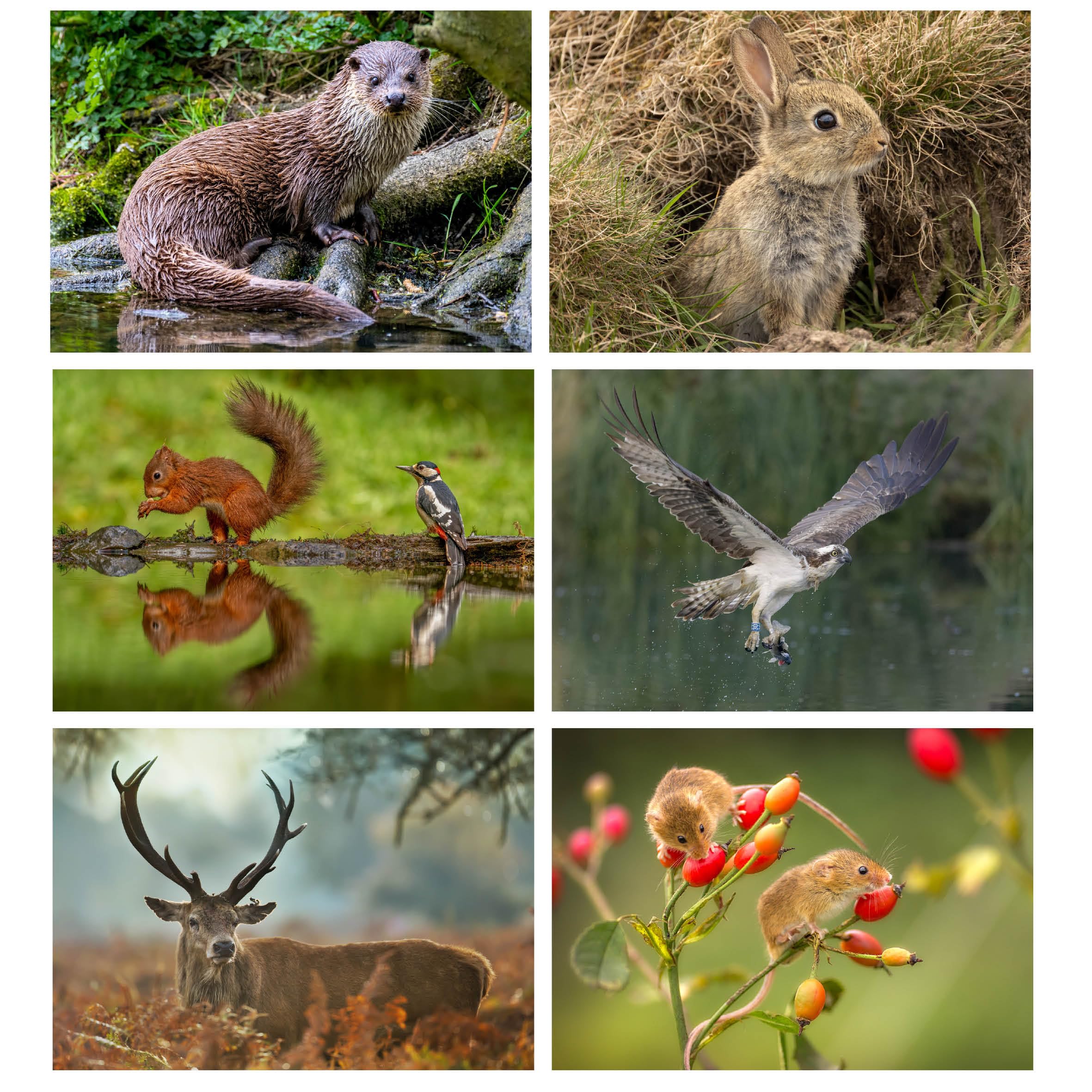 Pack of 24 British Wildlife Greeting Cards Vol 2. Blank Cards and Envelopes. Eco-friendly Cards, Envelopes and Box. Blank Inside - Image 3