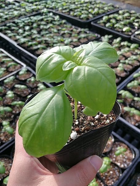 Amazon 無農薬 バジル スイートバジル 苗 9 Cm ポット 産地直送 自社生産 数量限定 ハーブ