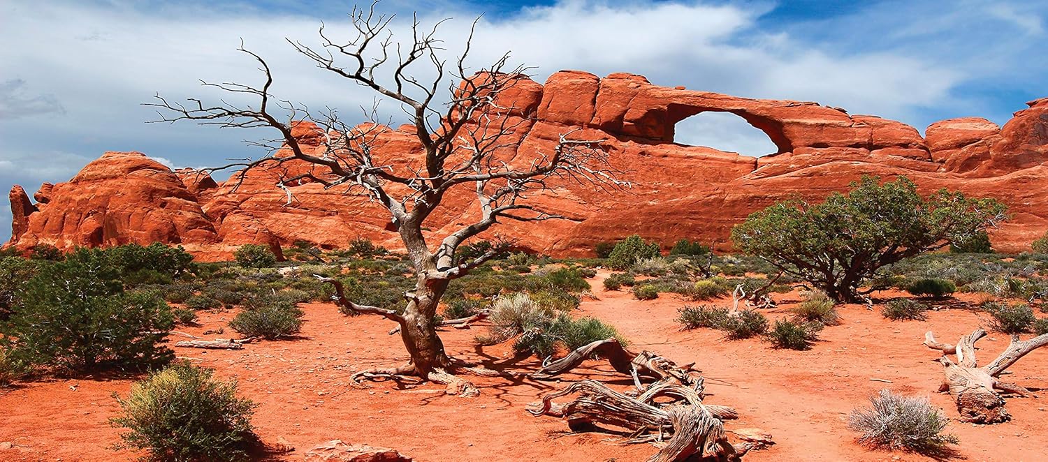 Reptile Habitat Background, Arch with Tree, 15.75" x 36"