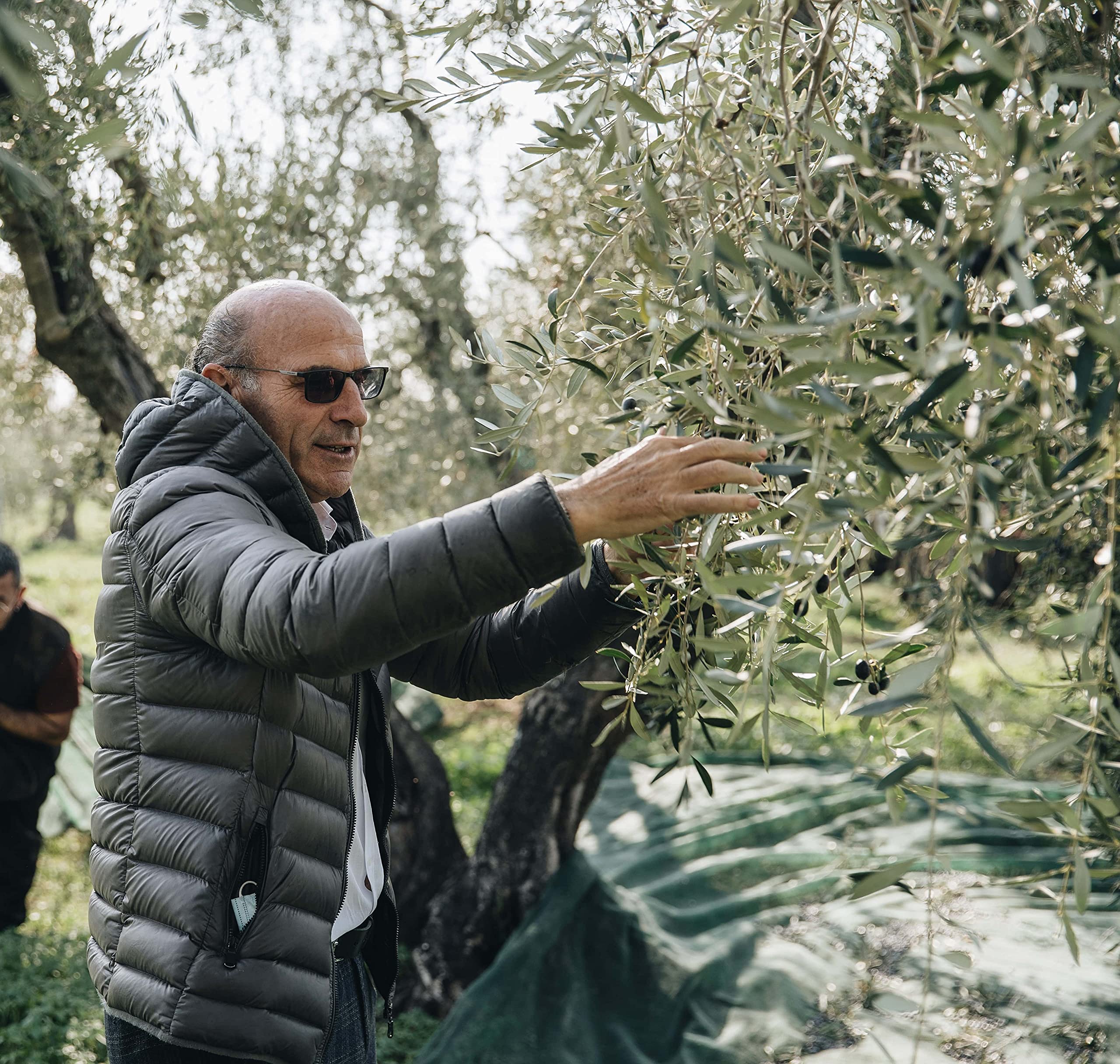 FRANTOIO PERILLI Olio Extra Vergine di Oliva Italiano, Cultivar Coratina, Estratto a Freddo, Lattina da 5 Litri