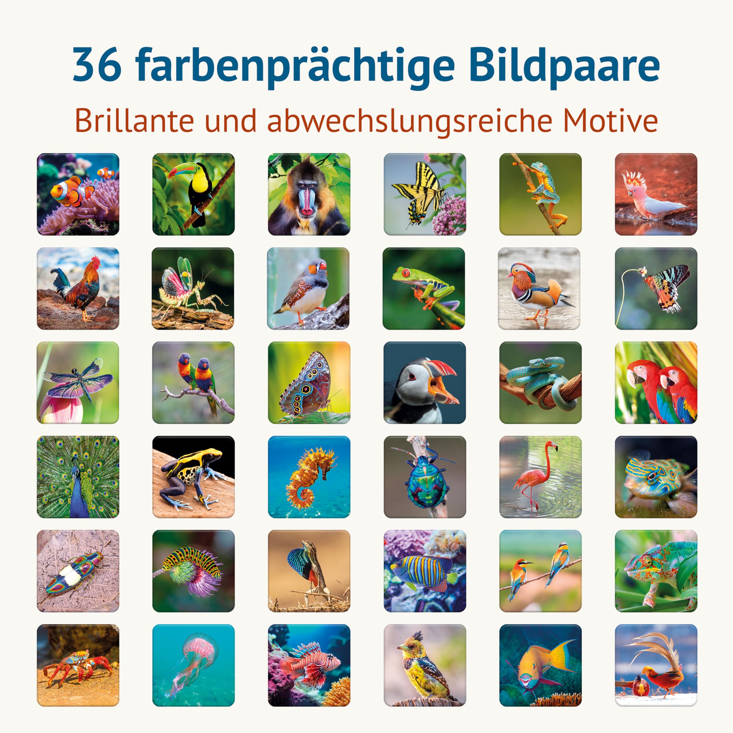 Starnberger Spiele - Farbenprächtig - Memospiel - Kartenspiel für Erwachsene und Kinder ab 6 Jahren - Geschenk für Tierliebhaber