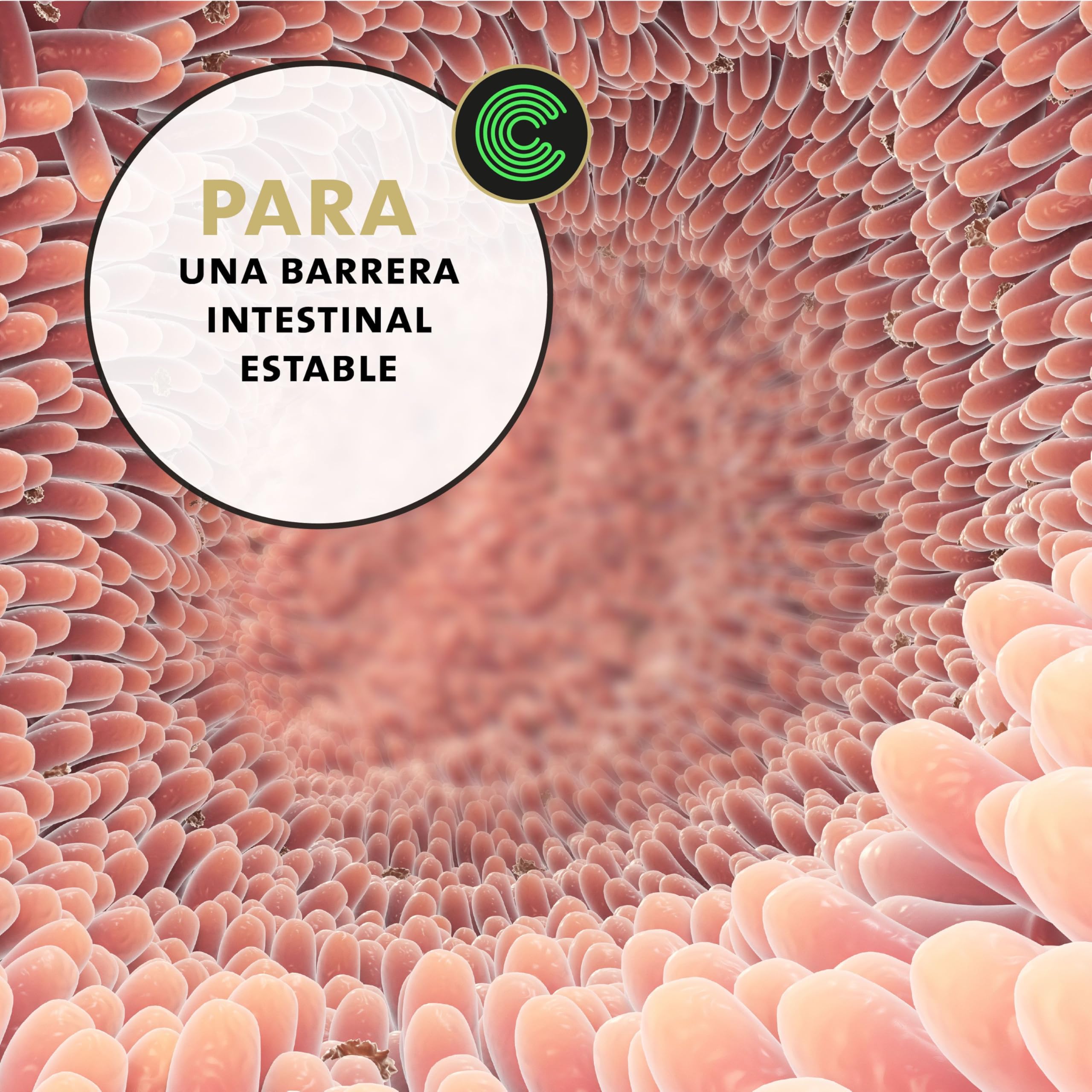 Peticare Polvo para músculos y actividades para perros – Soporte natural para la musculatura – con colágeno y BCAA – Suplemento vitalidad