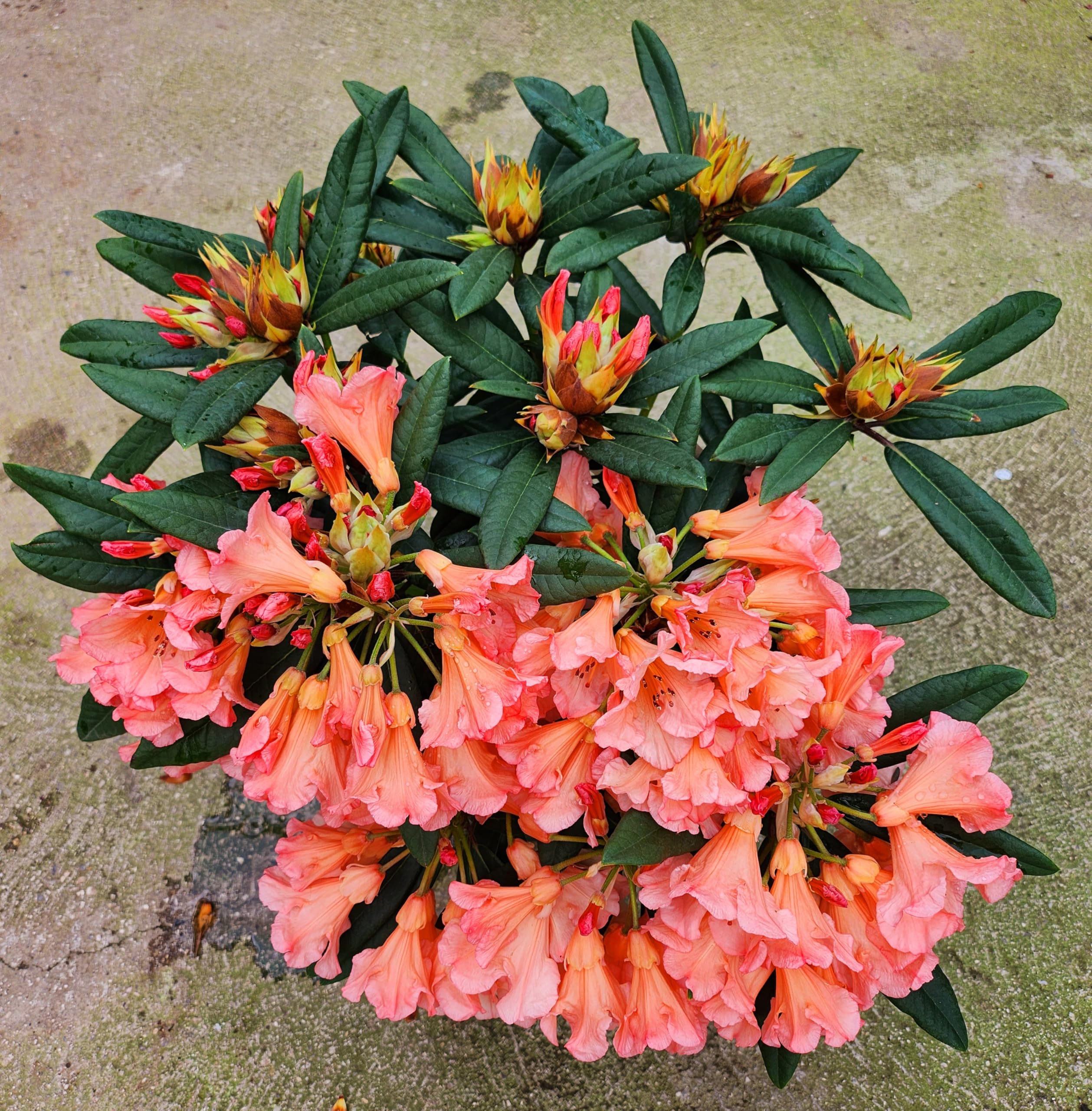 POWERS TO FLOWERS - RODODENDRO ARANCIONE/PESCA XXL, RHODODENDRON, IN VASO 22CM DIAMETRO, pianta vera
