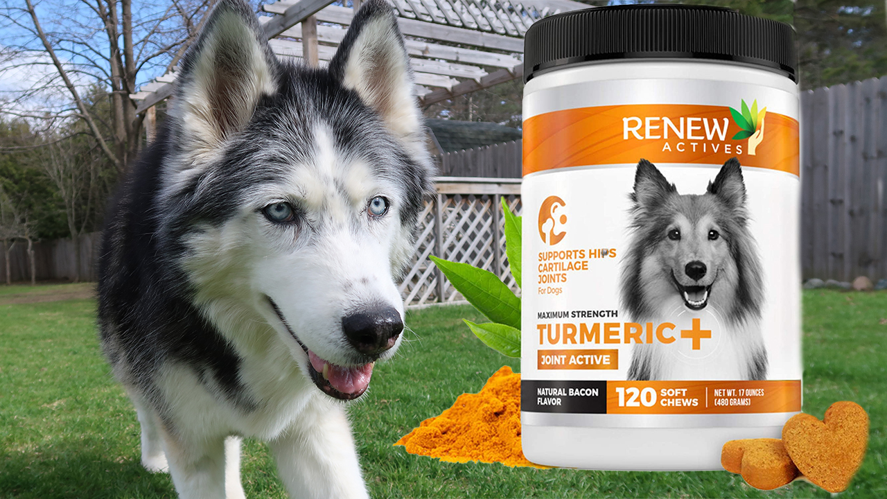 Will Raw Bacon Hurt A Dog