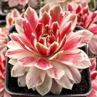 Lotus Blossom Hens and Chicks Succulent by Chick Charms - Live Sempervivum Houseleek Plant