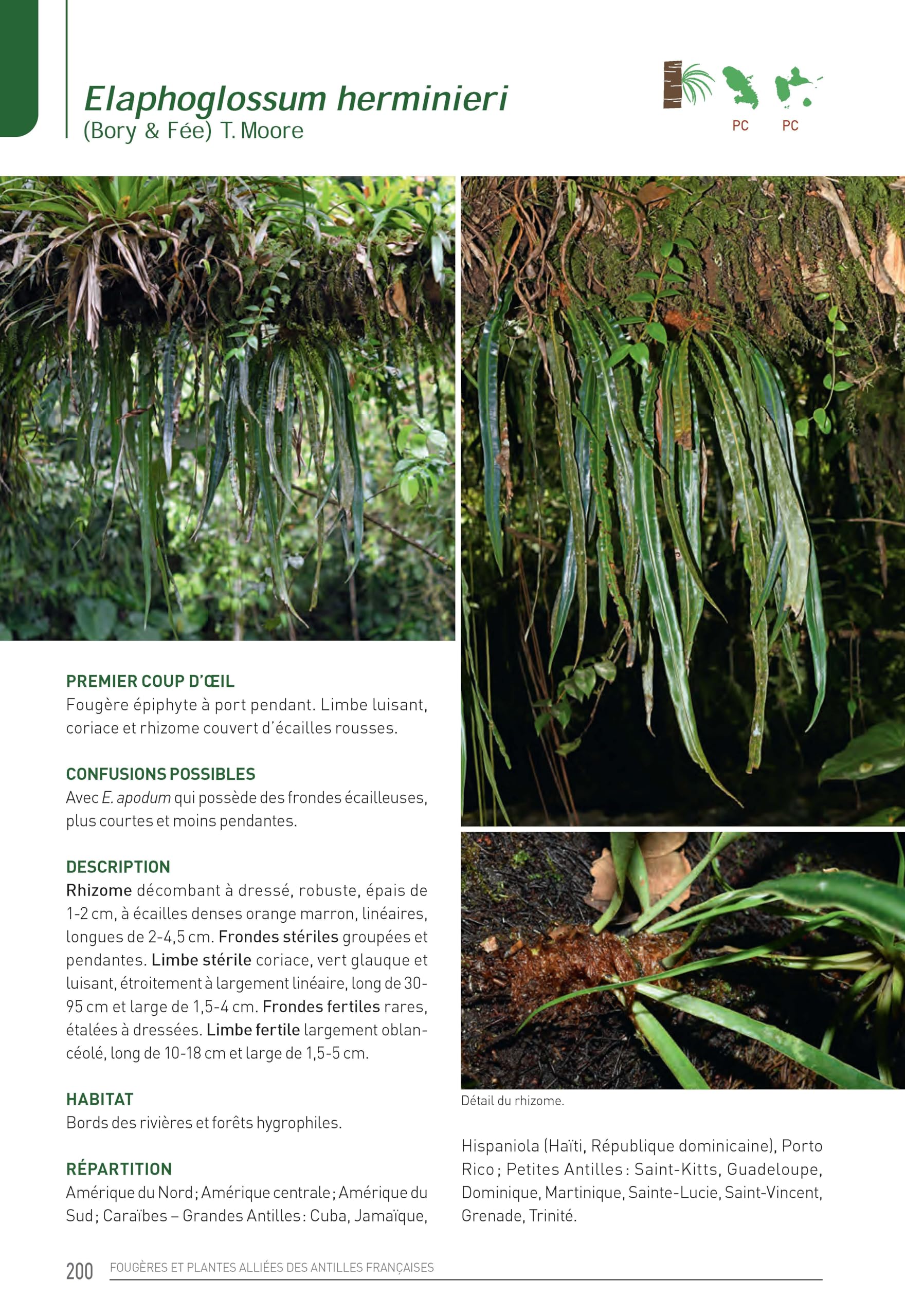 Les Fougères et plantes alliées des Antilles françaises