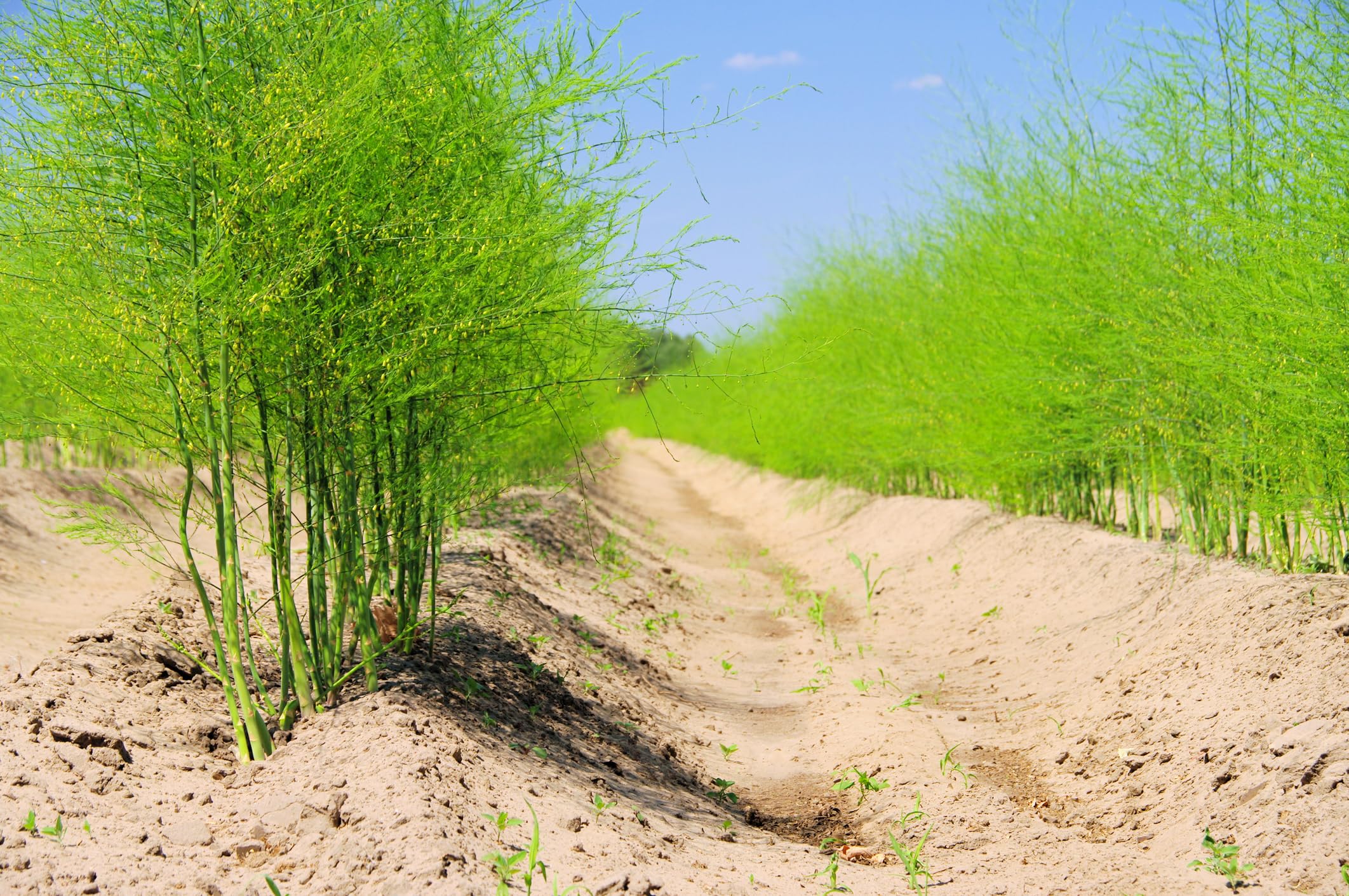 Amazon.com : Bulk Asparagus Bare Root Plants - 2yr Crowns - Can Not Ship to  California (100 Asparagus Roots) : Patio, Lawn & Garden