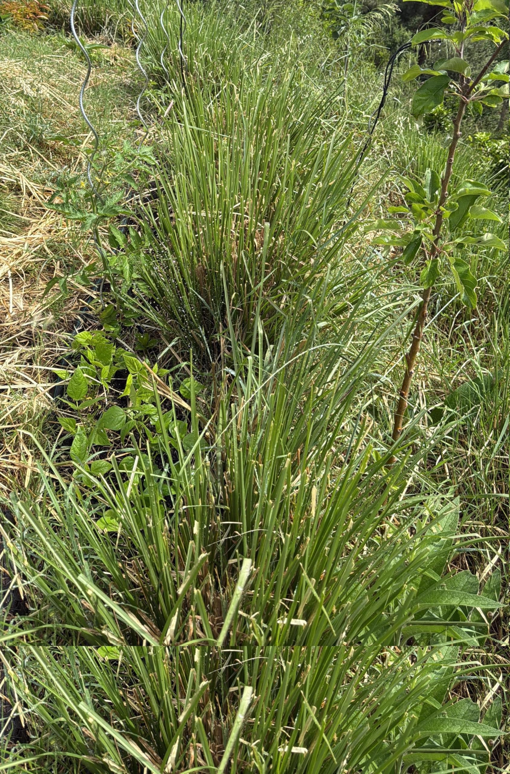 Vetiver | 10 unidades/Raíces