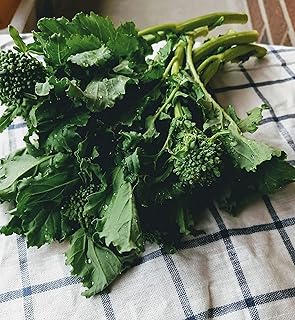 Hundredfold Quarantina Broccoli Raab (Rabe, Rapini) 500 Vegetable Seeds - Italian Heirloom Asparago or Brassica Ruvo, Packed & Shipped in Canada