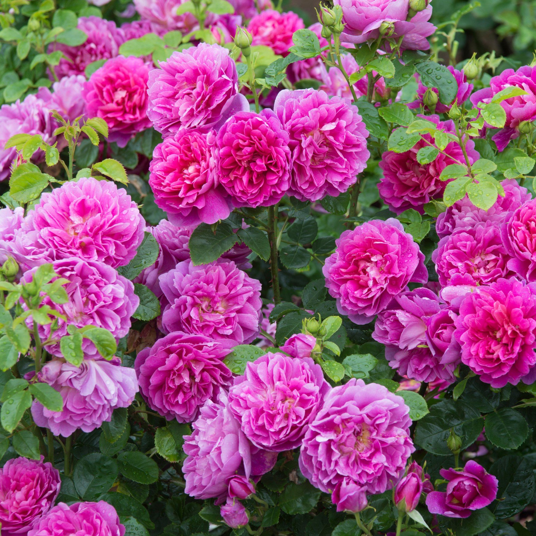 Aiden Gardens Rare Grafted English Tree Rose Plant Princess Anne Deep Pink Color 1 Healthy Live Plant (B07DM58NV1) Amazon Price History, Amazon Price Tracker