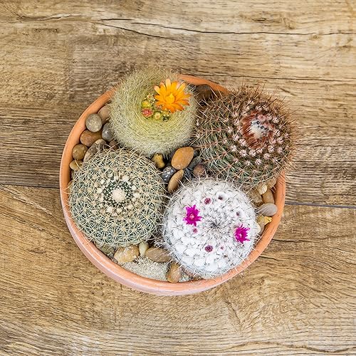 Miniatura 10 de Altman Plants, Surtido de plantas de cactus vivas (8 unidades), plantas suculentas vivas en mezcla de tierra de cactus, plantas de cactus vivas,