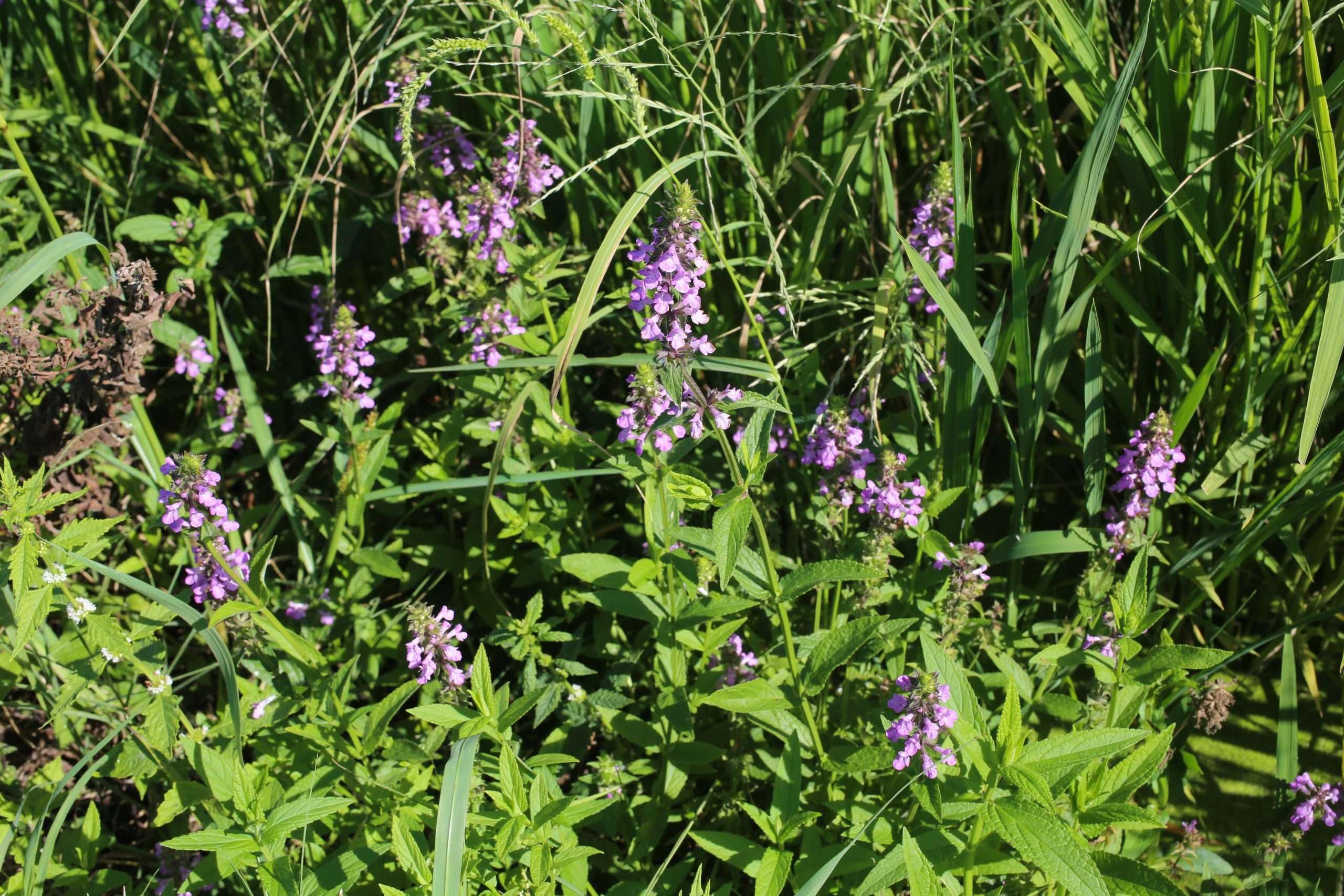 Lincsplants - Stachys palustris-3 / 3Ltr Bareroot