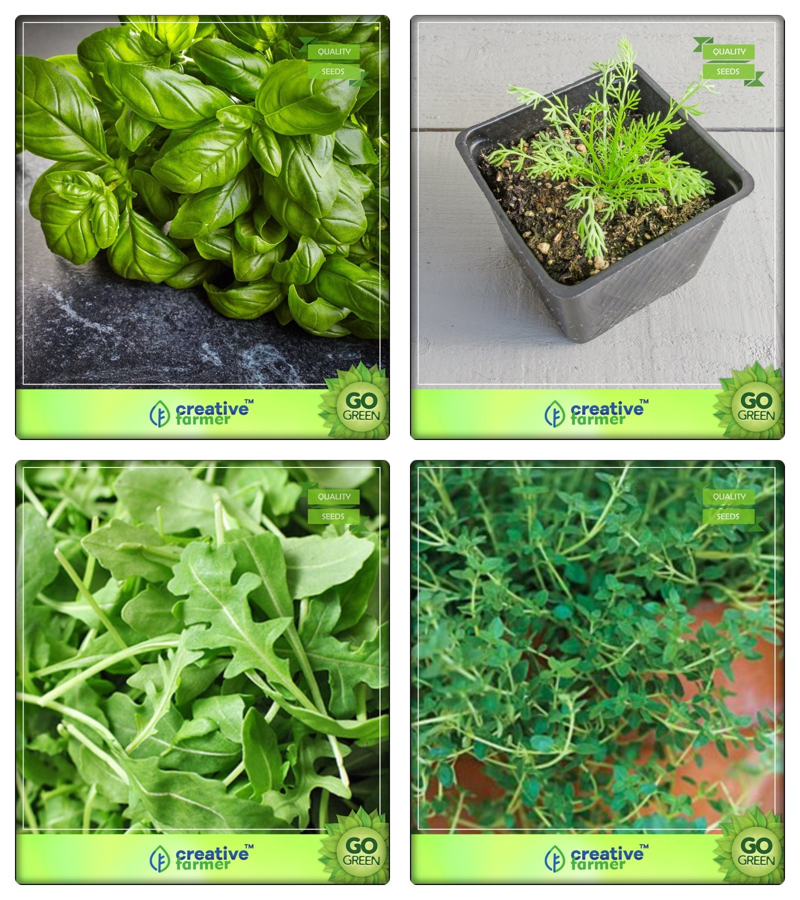 Creative Farmer Herb Seeds Combo For Kitchen Garden Lemon Basil, German Chamomille, Wild Rocket, Thyme English Winter Herb Seeds Combo Pack
