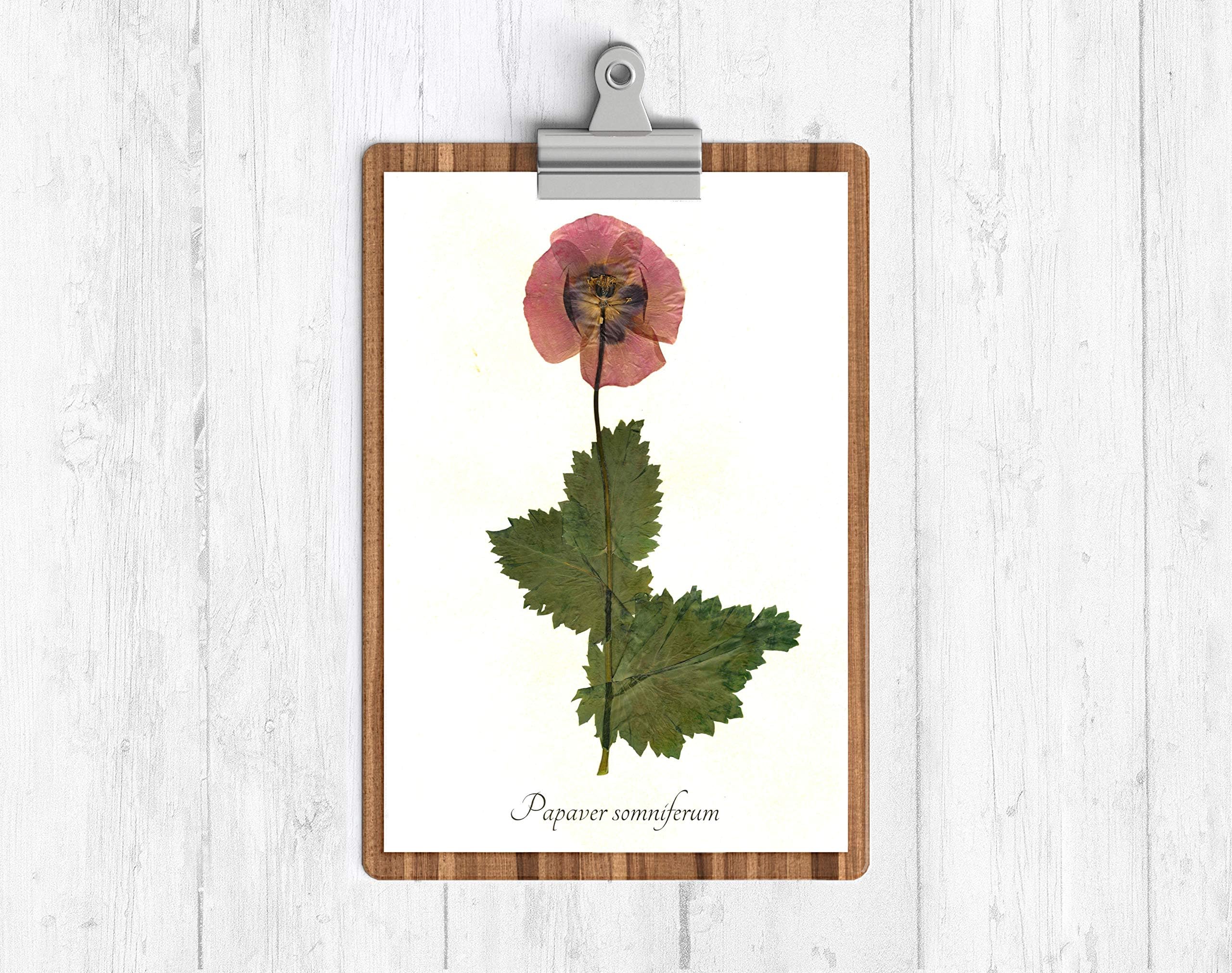 Opium Poppy Botanical Print - Pressed Poppy Herbarium Specimen Print