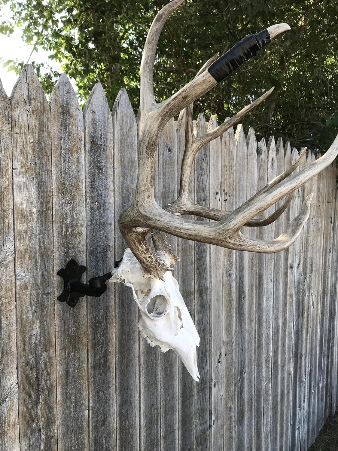 Adjustable Buck Bracket | Heavy-Duty European Deer Skull Mounting Bracket | Small to Medium Game | USA Made