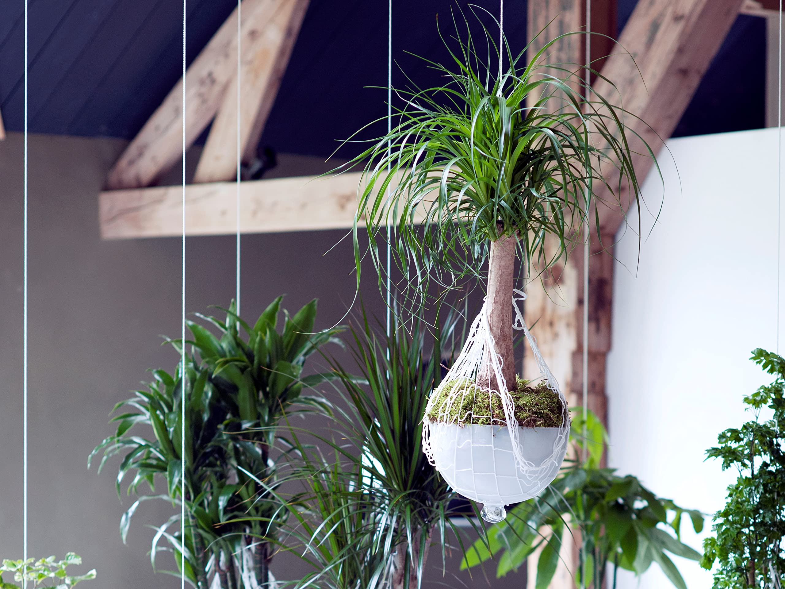 Beaucarnea Recurvata Robusta – Pianta D'Interno 40-50 Cm, Per Casa O Ufficio, Fogliame Verde, Cura Facile, Consegna Rapida - 2