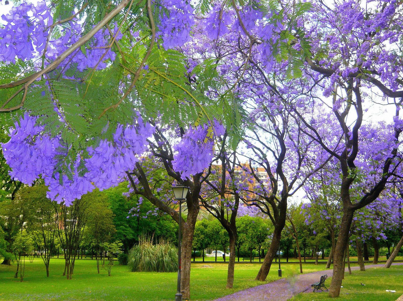 Albero di Jacaranda, Pianta vera, Fiore Viola, Jacaranda Mimosifolia. Astoni, alberatura. H120cm