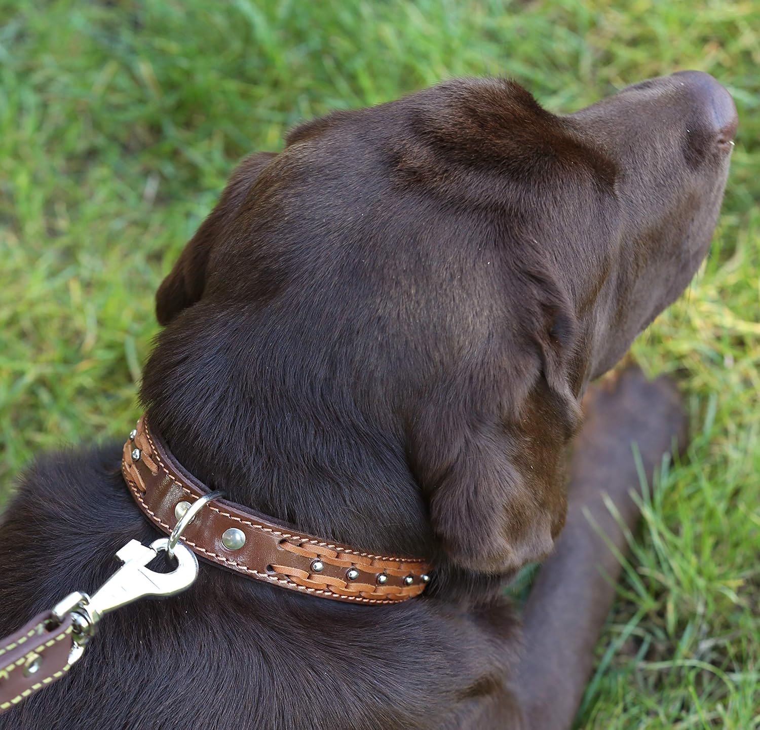 Genuine Leather Braided Studded Dog Collar, Brown 1.6" Wide. Fits 19"-24" Neck, Large.