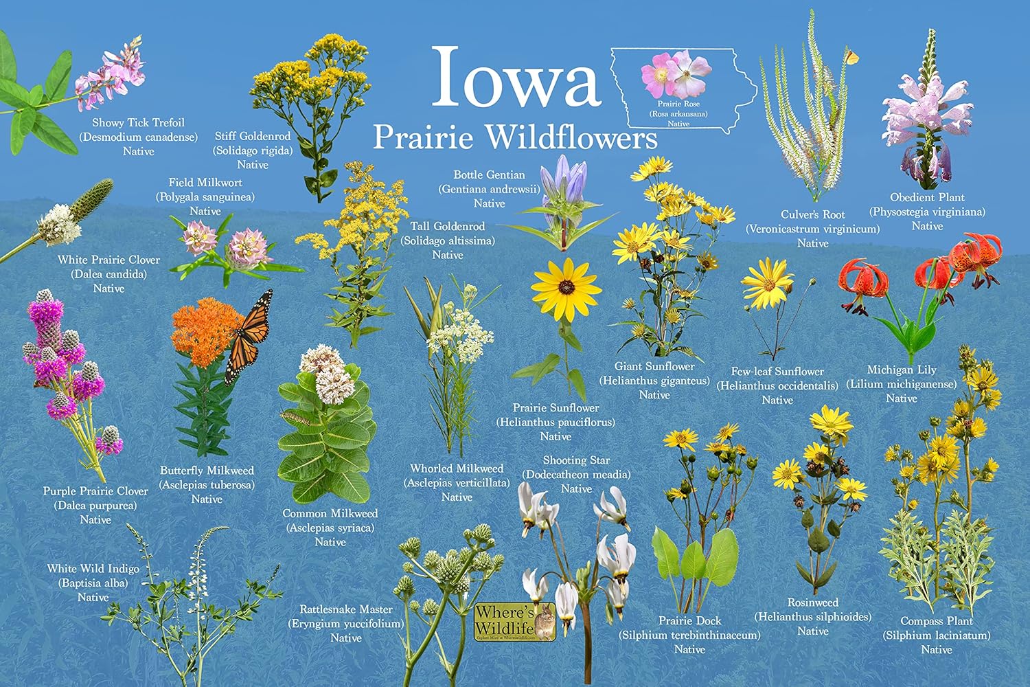 Prairie Wildflowers of Iowa/State Flower Guide Providing