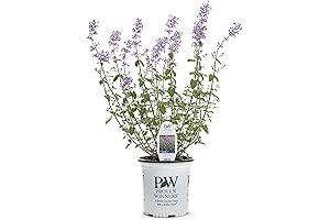 0.65 Gal. Cat's Meow Catmint Plants Live, Blue-Purple Catnip
