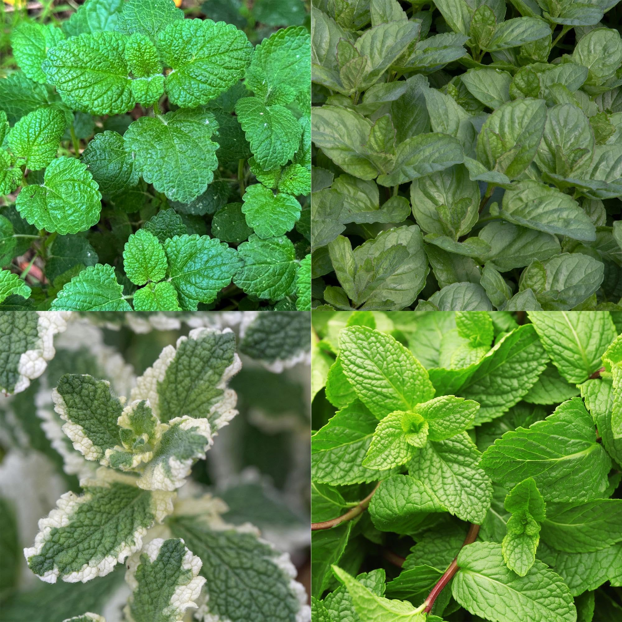 Juego de plantas perennes – Hierbas – 24 plantas perennes de hierbas de té de 3 m² – Aromático y perfumado – Fácil de limpiar – Diferentes variedades – Ø 11 cm