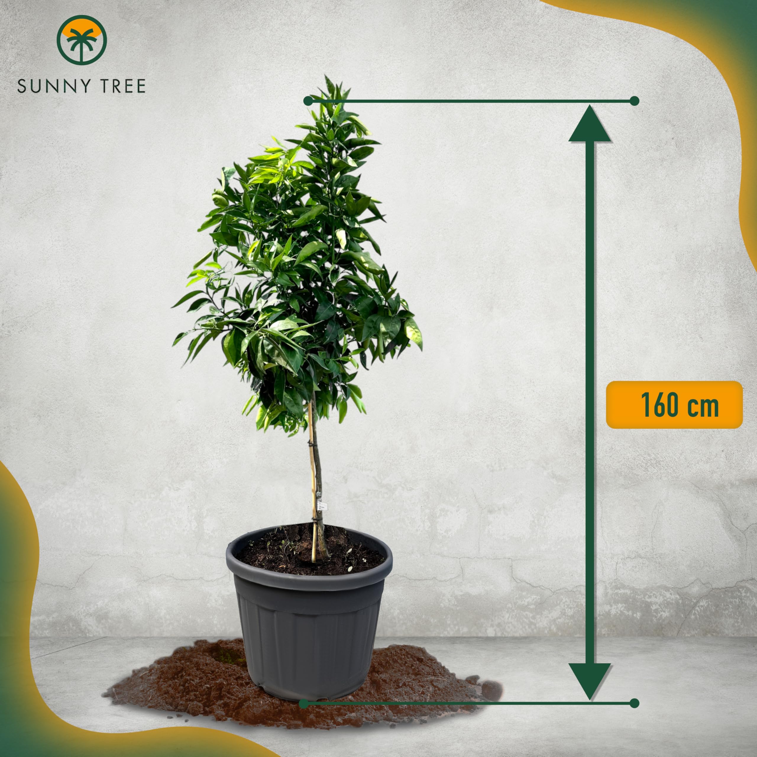 Sunny Tree - Mandarinenbaum - Citrus Reticulata - Citrusbaum - Obstbaum - 160 Zentimeter - Fruchtbildend - 8-jähriger Mandarinenbaum