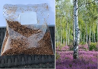 Silver Birch Tree - 500+ Seeds Sept UK 2022 Fast Growing. Same Day Dispatch