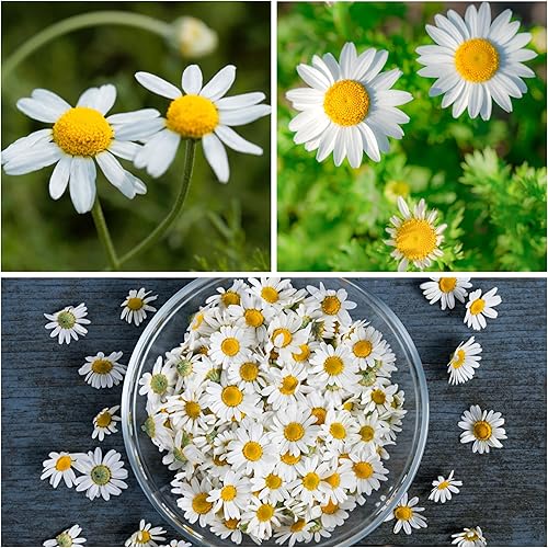 Miniatura 2 de Seed Needs Semillas de manzanilla romana para plantar, sin OMG, reliquia y sin tratar, cultiva un jardín de hierbas medicinales cultivadas en casa