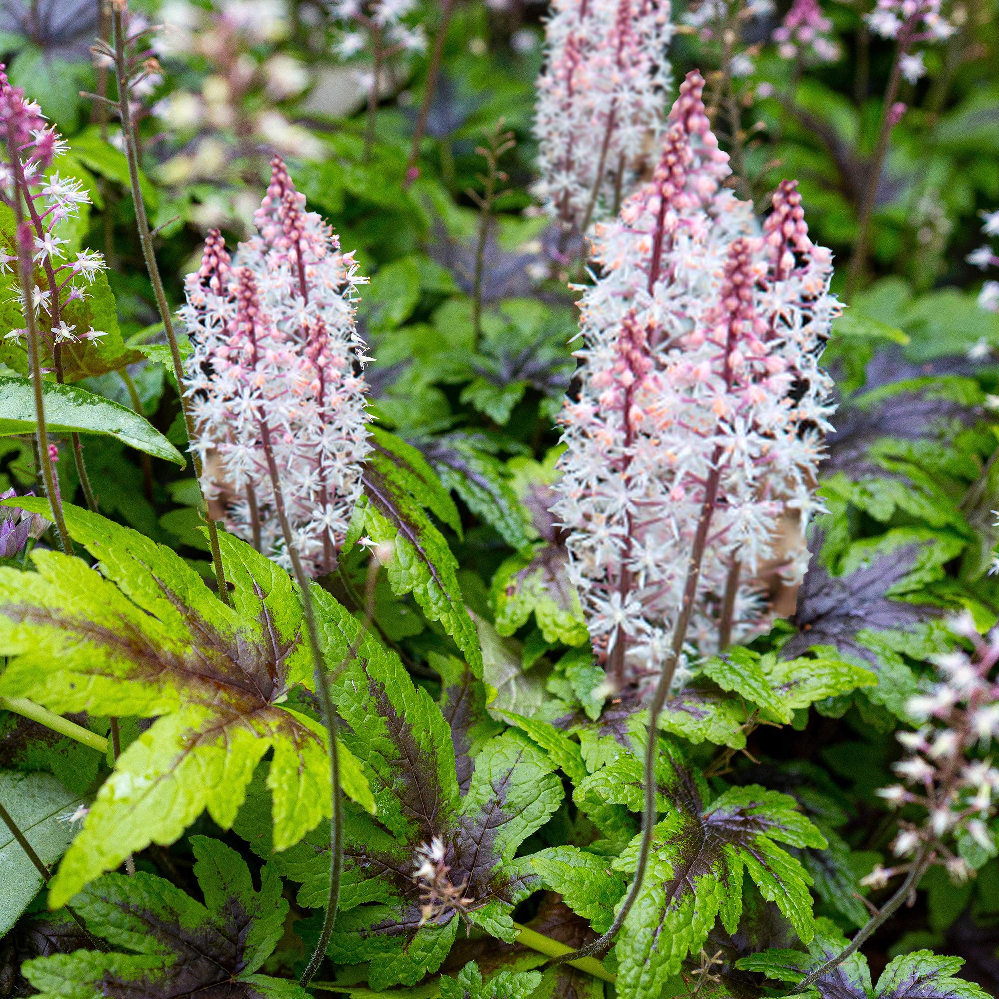 Tiarella Sugar and Spice - Herbaceous Perennial Plants - Scented Flowering Outdoor Garden Plant in Pot (9cm Pot, 20-30cm)