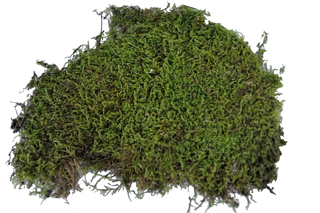 Foto 2 de 3 de Lucky Reptile Vivarium Moss - 150 g Musgo para terrarios para Reptiles - Musgo Fresco de Cultivo controlado