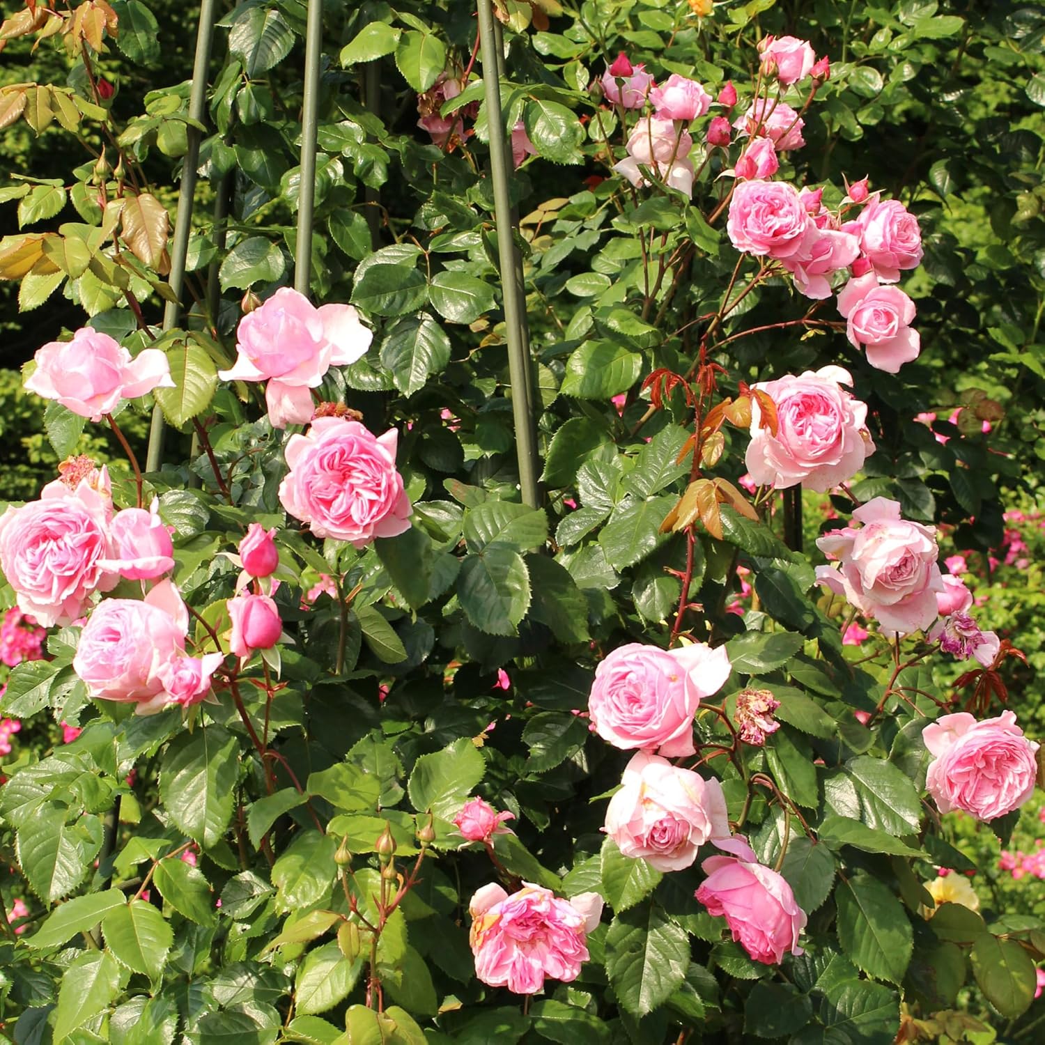 Kiss Me Kate Climbing Rose 1.5 Gal Potted Live Plant, Reblooming Fragrant Pink Flowers, Climber for Trellis, Arbor or Fence, Own Root, Stargazer Perennials