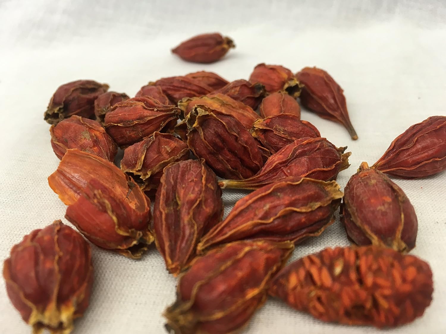 Gardenia | Gardenia jasminoidesEllis Fruit | Shan Zhi Zi | 山栀子