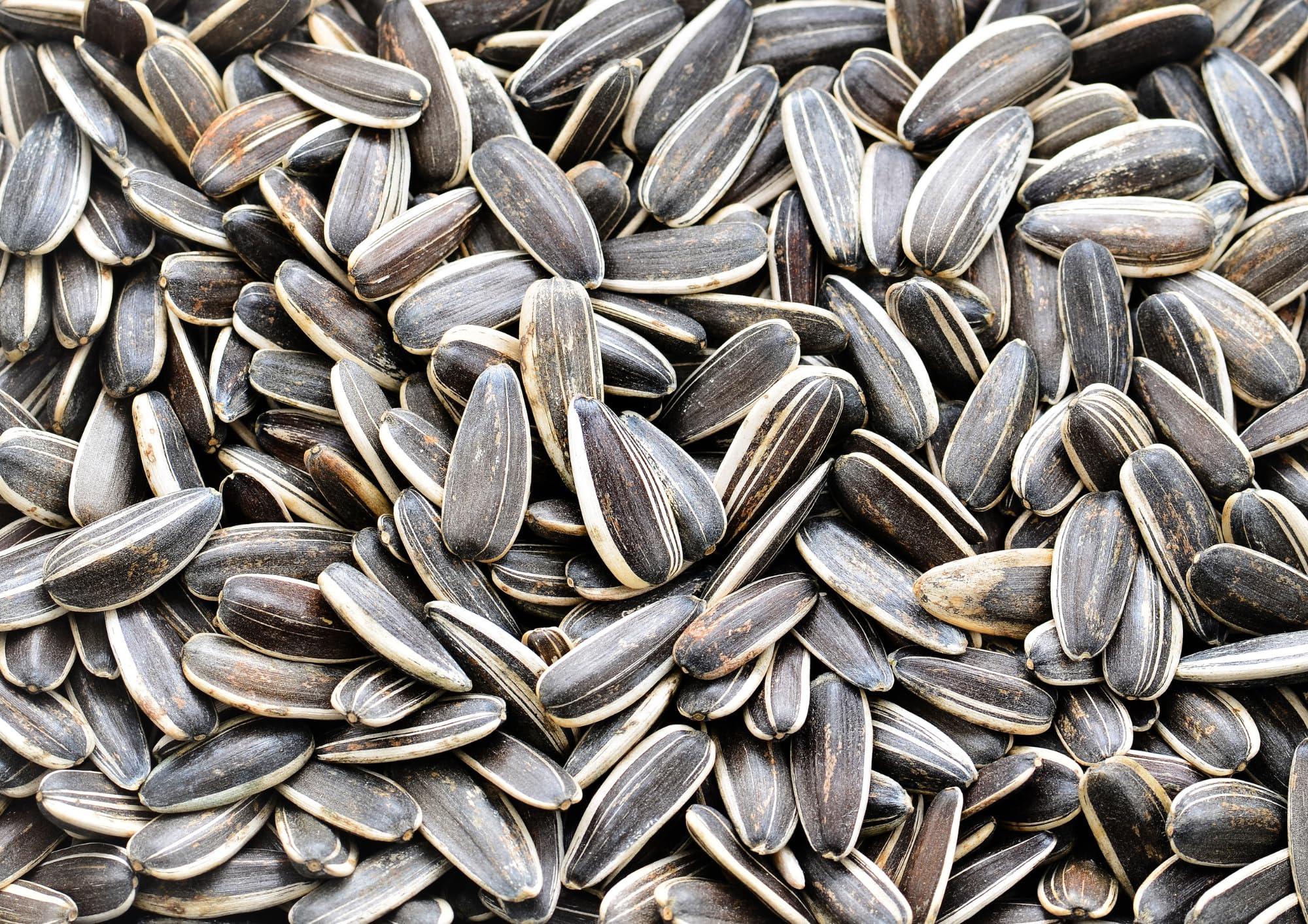 Wings All Life Stages Premium Striped Sunflower Seeds|3.6Kg Bird Food For Cockatoo, Macaw, African Grey Parrot, Conures, Indian Parrot|No Waste, No Dust (B09FZBBSMQ) Amazon Price History, Amazon Price Tracker