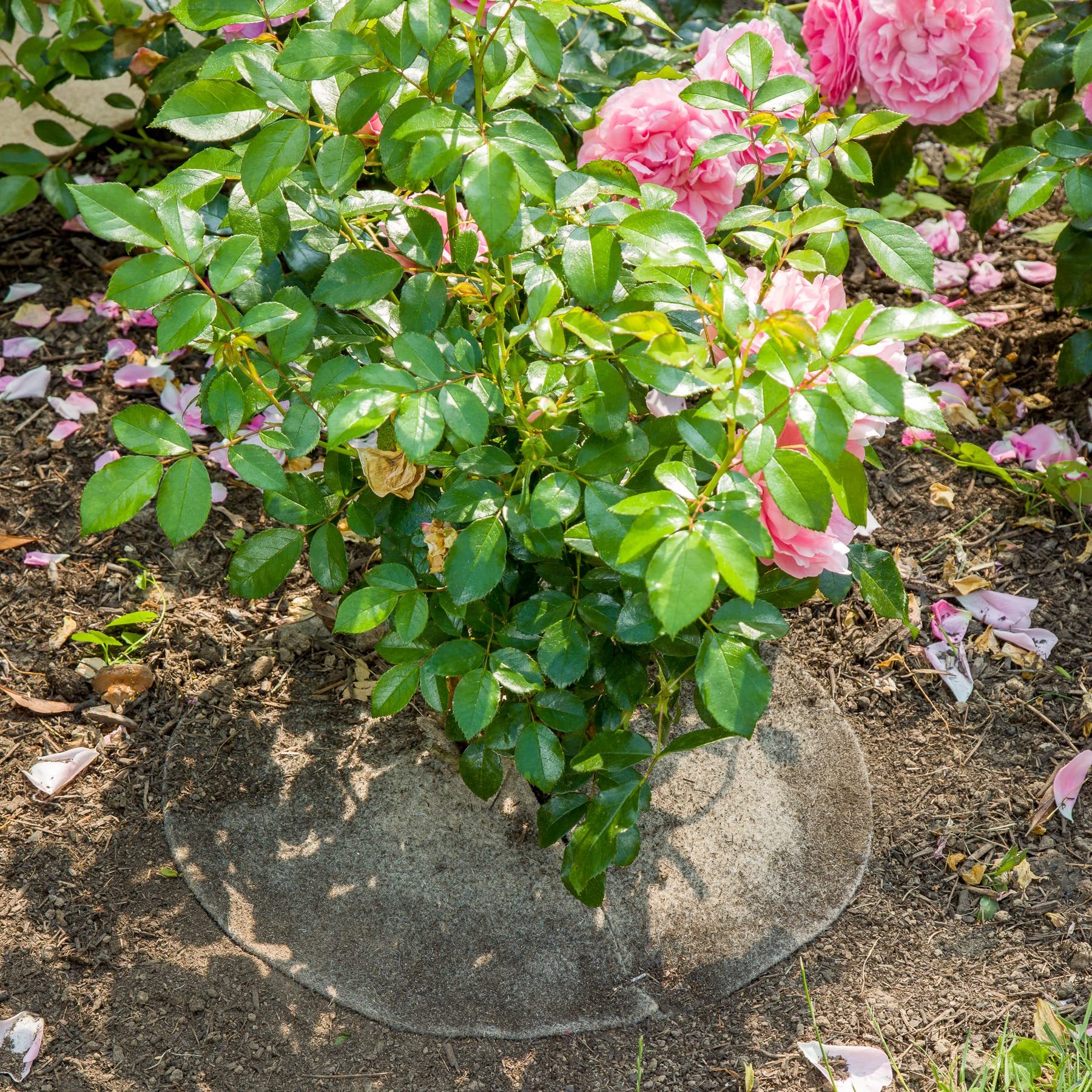 La cordeline 10 Stück Wollmulchscheiben Ø 30 cm natur ACJN10LE-L10