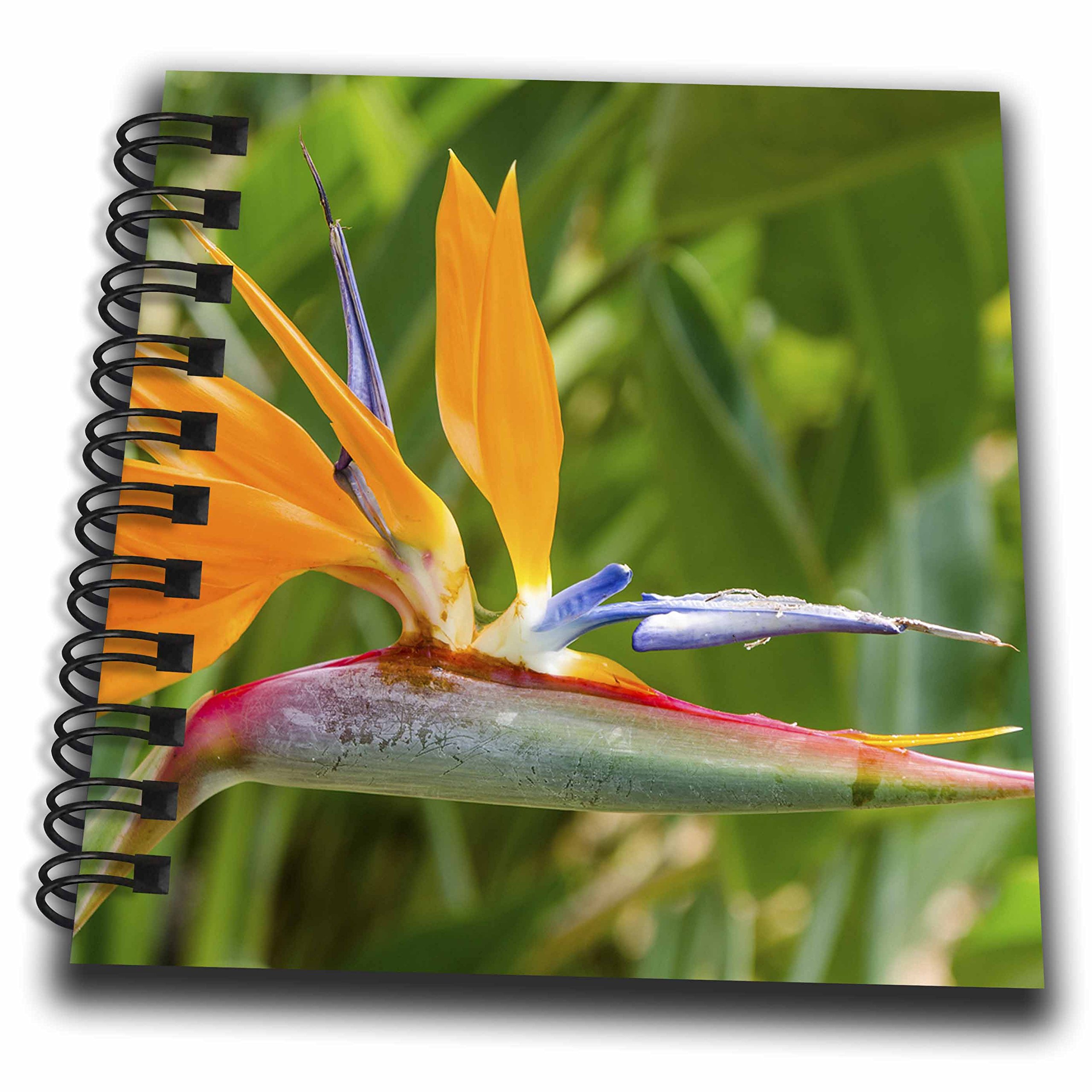 mini strelitzia Strelitzia (Bird of Paradise) Needlepoint Kit main image 1