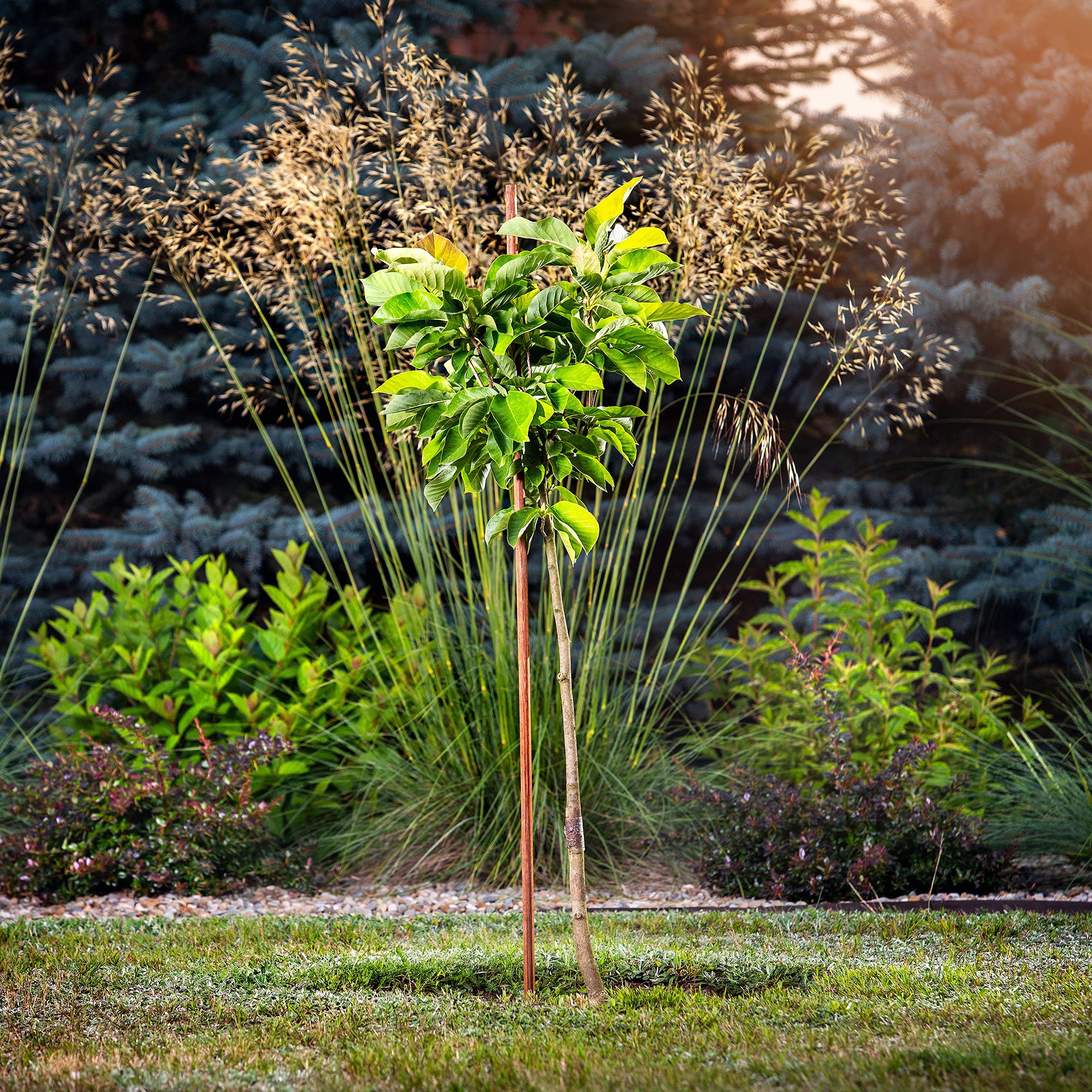 KADAX Tuteur en bois imprégné pour plantes grimpantes - Résistant aux intempéries - Tuteur pour plantes grimpantes - Tuteur de fleurs - Treillis - Piquets en bois - 5, 28 mm x 180 cm
