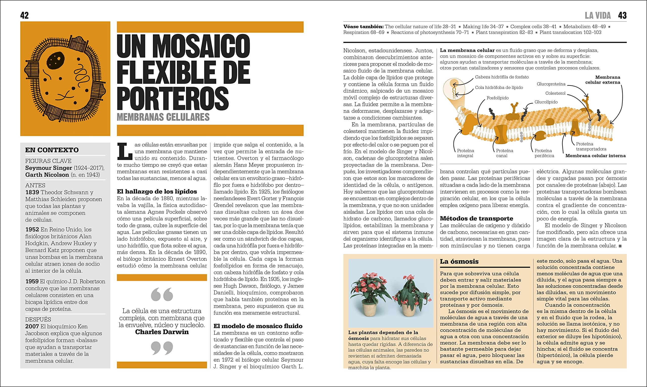 El libro de la biologia (The Biology Book) (DK Big Ideas) (Spanish Edition) - Image 3