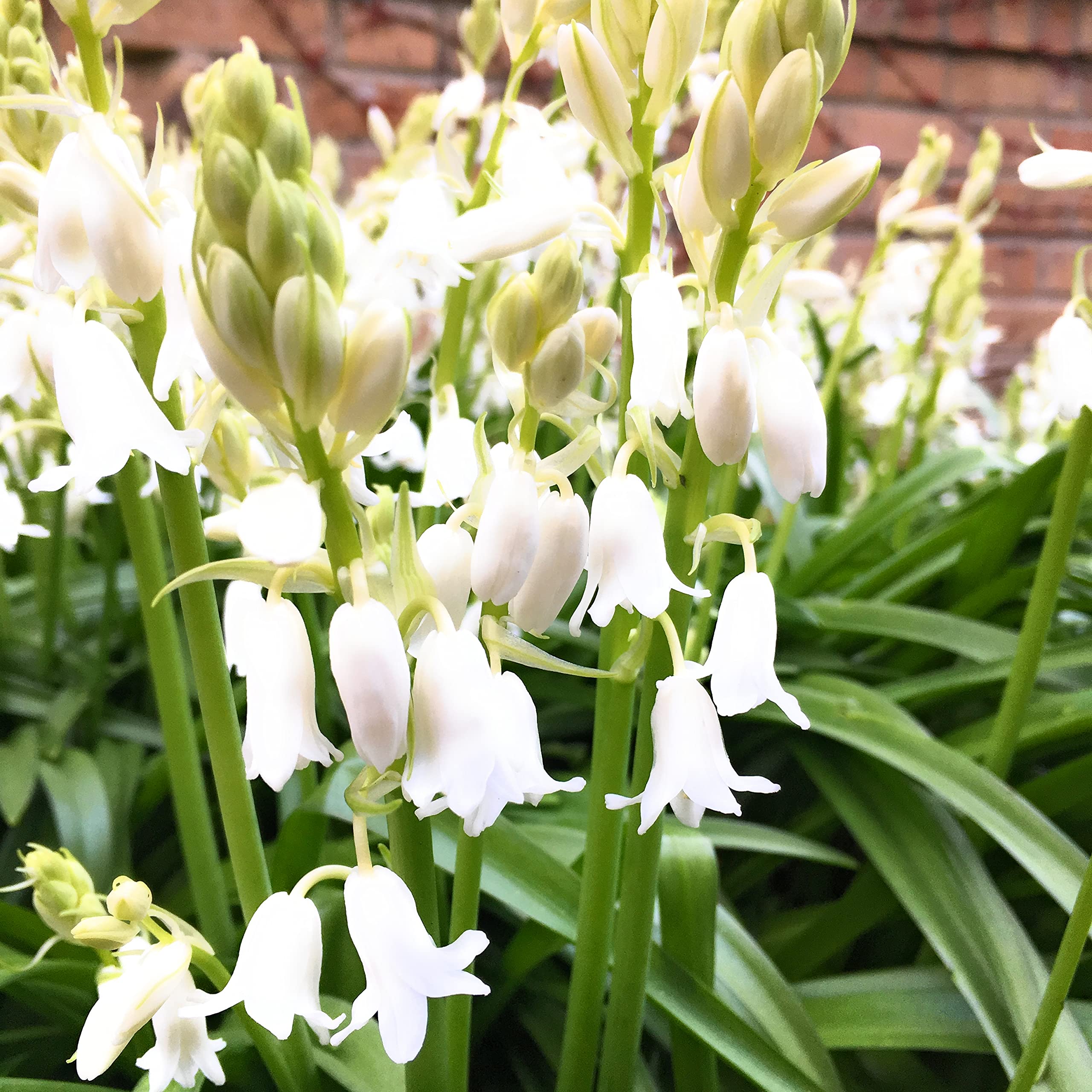 Two Pots of Five White Bluebells (Grown from Bulbs) Free UK Postage