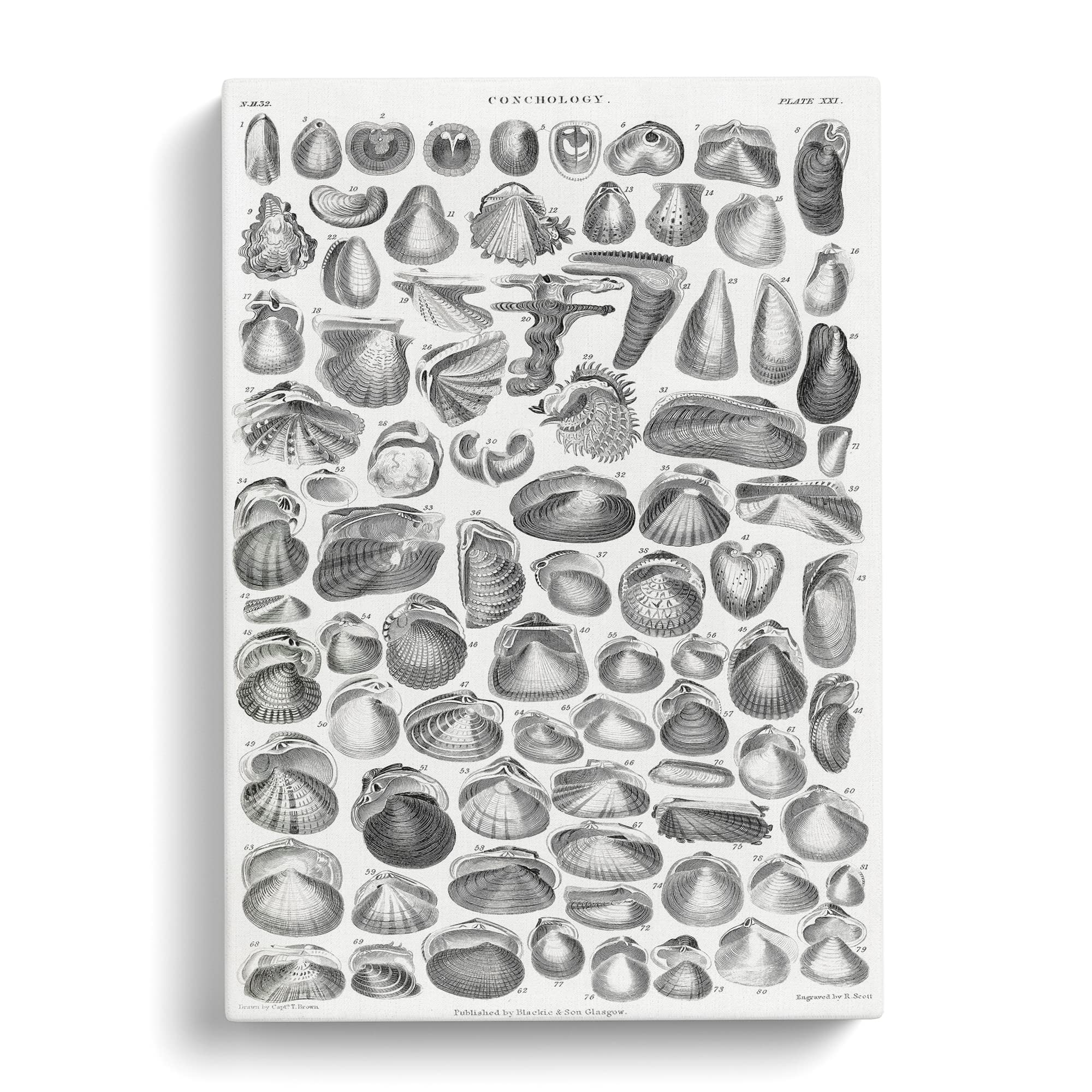 Study Of Mollusk Shells Xxi By Oliver Goldsmith Canvas Print, Mixed, 25L x 50W cm - Image 2