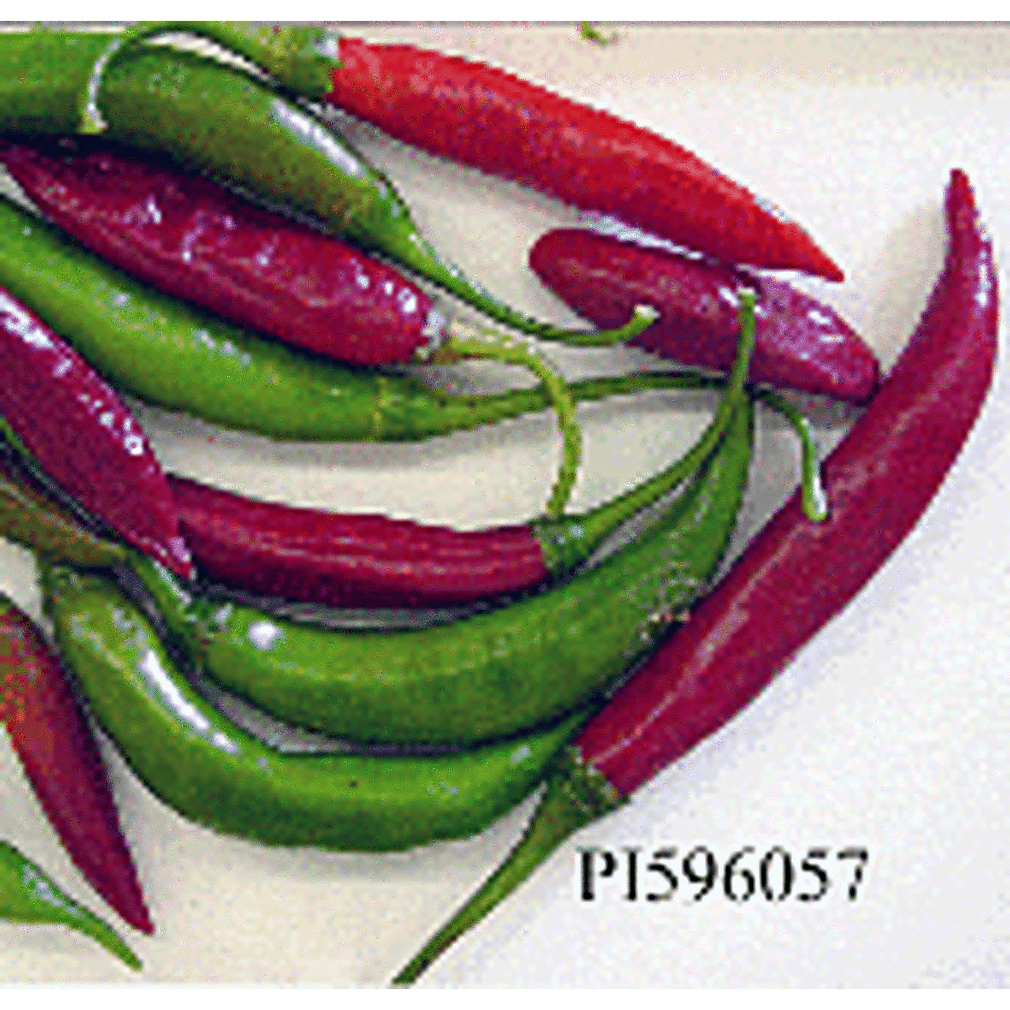 Capsicum Baccatum USDA #596057 Hot Peppers Seeds (((100 Seed Packet)))