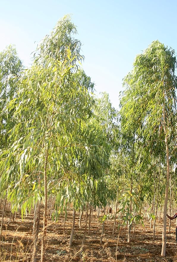 GREEN WORLD Eucalyptus/Nilgiri/Safeda Tree Seeds (50 Gms Seeds