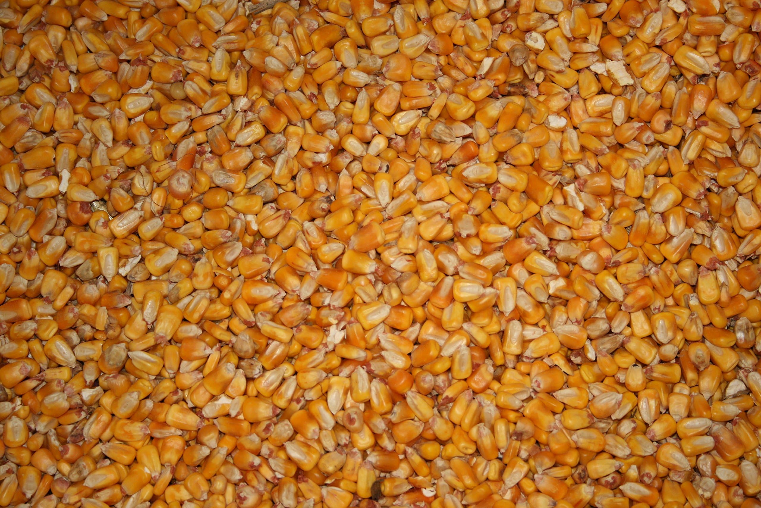 Whole Kernel Corn- by NOTEBOOM FARMS