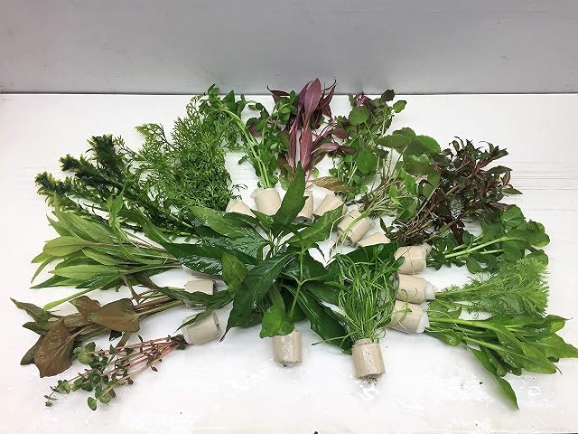 Foto 2 de 3 de Plantas acuáticas para acuario, diferentes 10 trastes y 60 tallos
