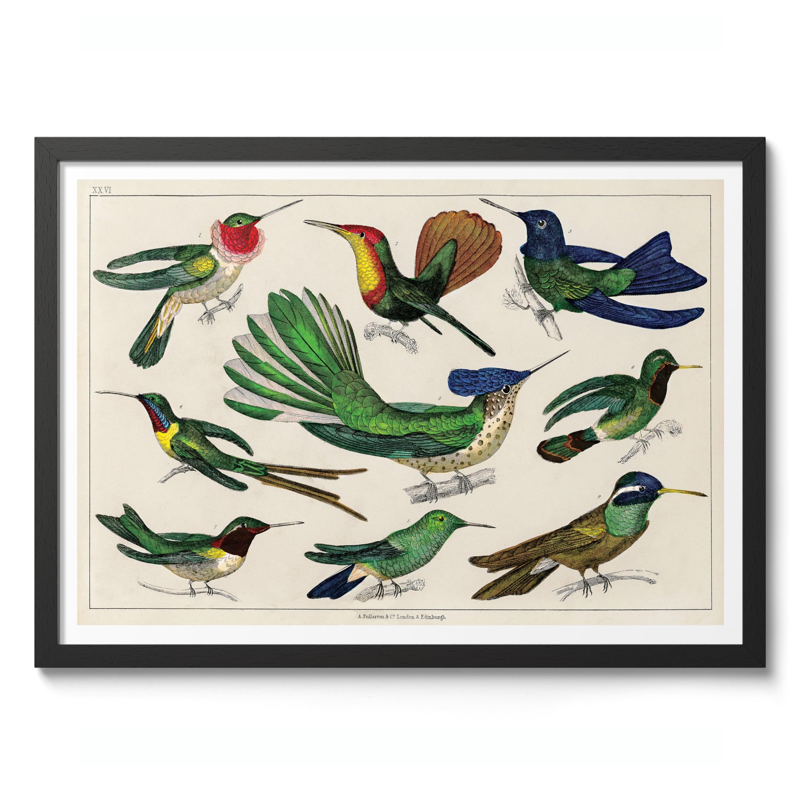 Hummingbirds Poster, Vintage Botanical Art Prints, Retro Encyclopedia Illustration Wall Art Plants Botany Pictures, Bedroom Living Room Home Decor, A3 (Black Frame) - 45x32.8cm