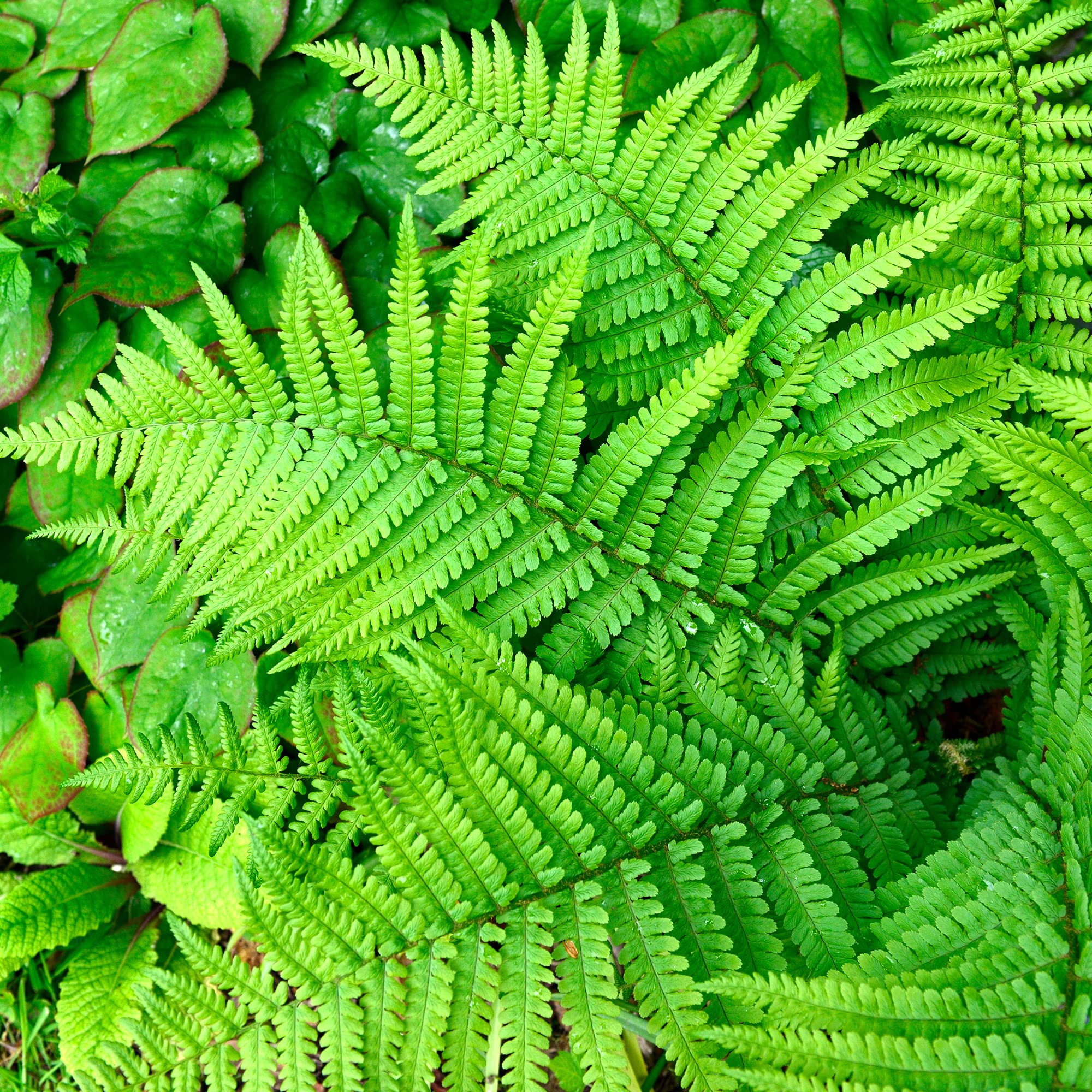 Dryopteris filix-mas Male Fern Deciduous Outdoor Hardy Garden Woodland Plant