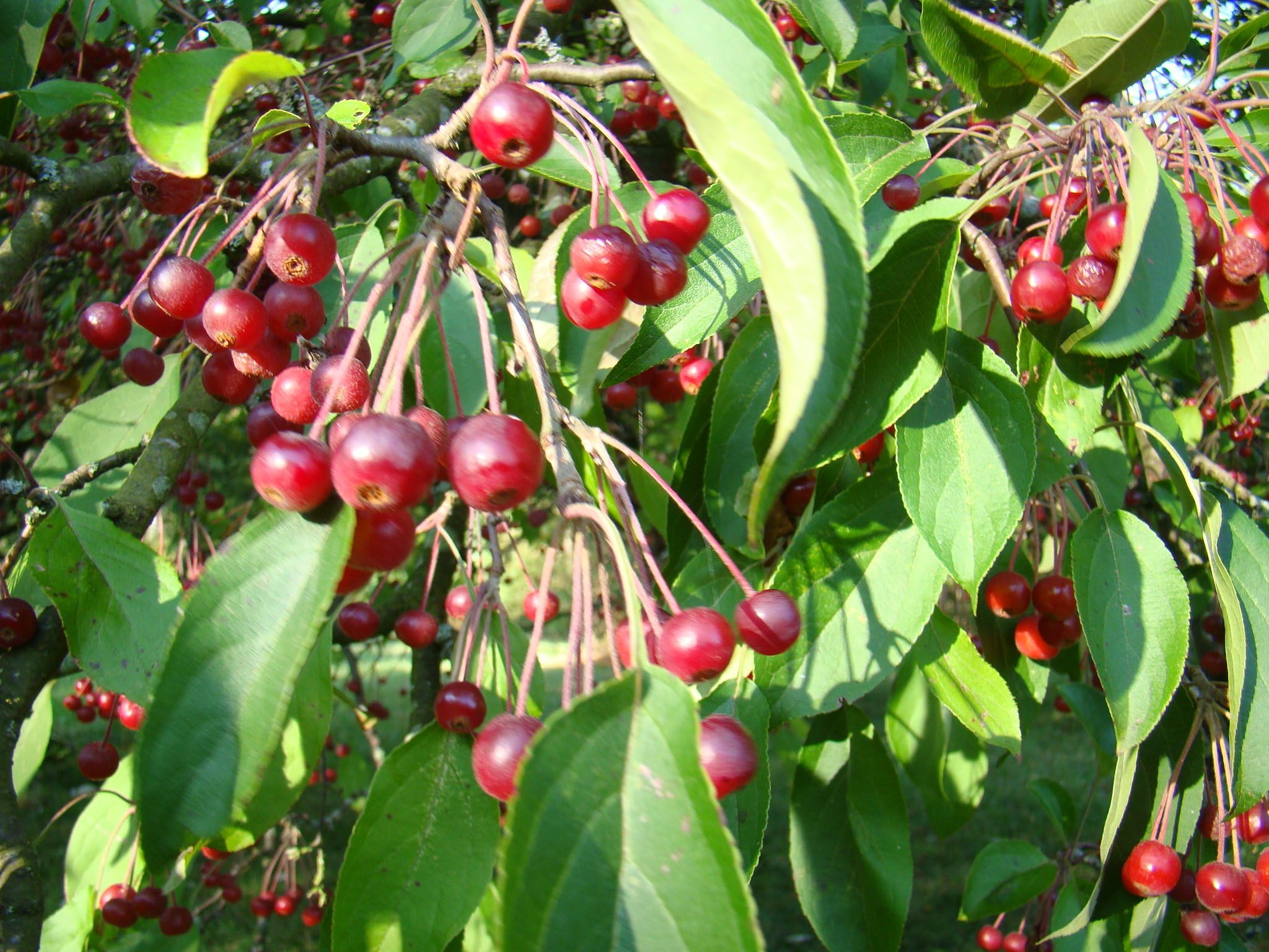 Tea Crab Apple Malus hupehensis, Flowering Tree (When Adult), Edible Fruits, Wildlife Food, 15-35cm Tall / 8cm Pot