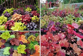 Heuchera Seeds | Coral Bells | Mixed Colours | 100+ Seeds