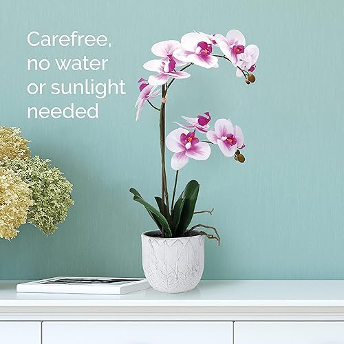 Miniatura 5 de Mikasa Orquídea artificial en maceta, orquídea Phalaenopsis de tacto real, maceta de cemento de hojas en relieve, rama doble de 22 pulgadas,