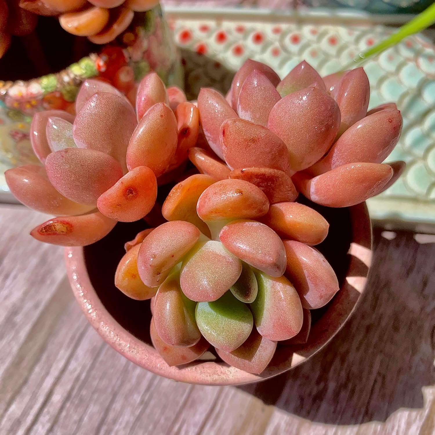Echeveria Spotted Deer Succulent Kit - with Plastic Pot, Cluster 3" Live Plant, Compressed Soil & Guide, for Garden Indoor Office Desk (1, Echeveria Spotted Deer)